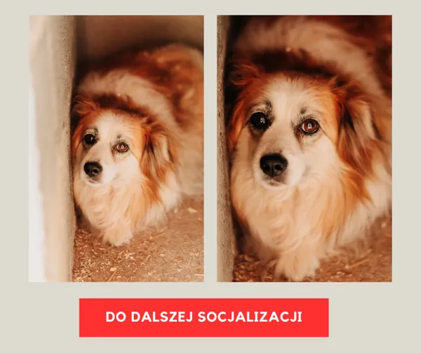 Pies do adopcji, Czartki, 28 czerwca 2023