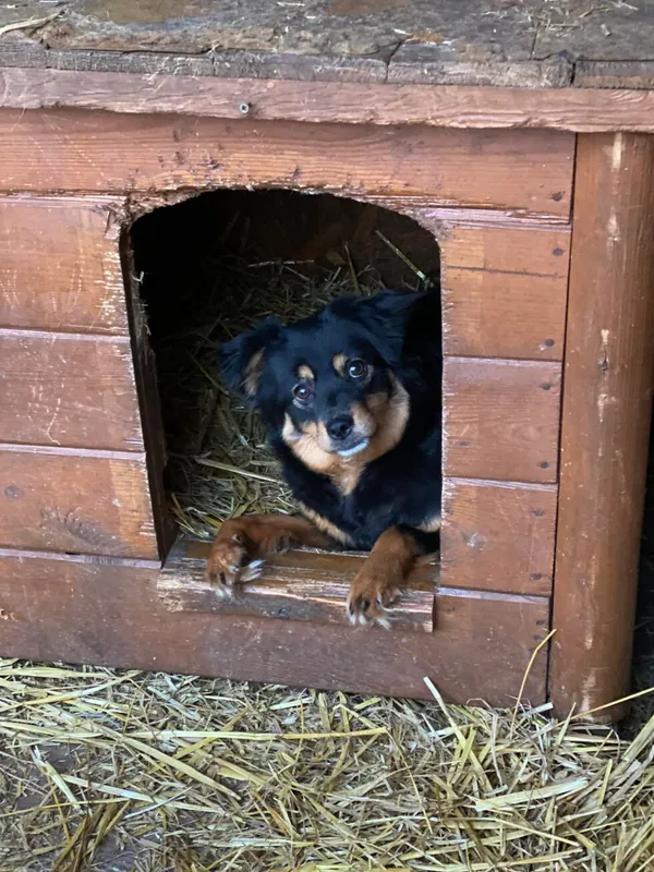 Pies do adopcji, Głowno, 28 czerwca 2023