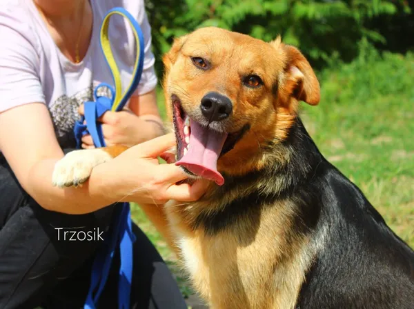 Pies do adopcji, Przyborówko, 28 czerwca 2023 (3/3)