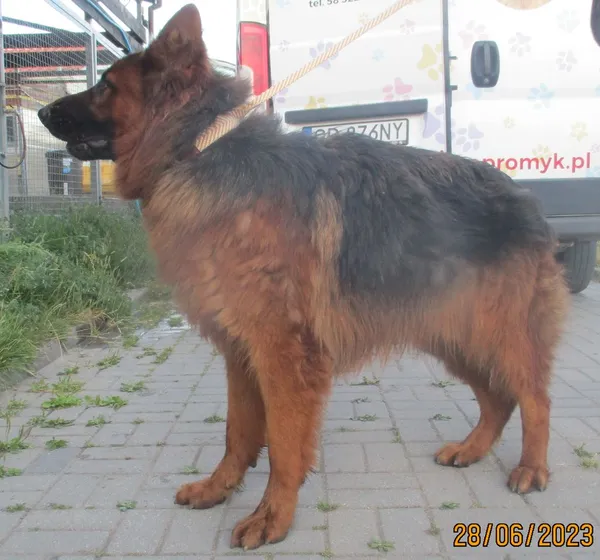 Znaleziono psa, Gdańsk, 29 czerwca 2023