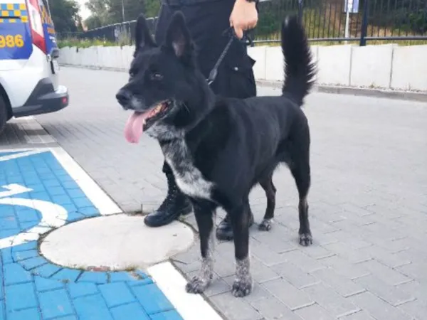 Znaleziono psa, Bydgoszcz, 29 czerwca 2023
