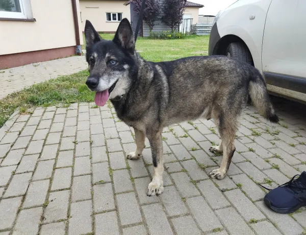 Znaleziono psa, Świdnica, 30 czerwca 2023