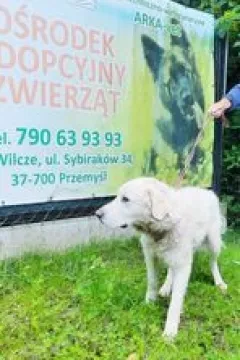 Znaleziono psa, Przemyśl, 30 czerwca 2023