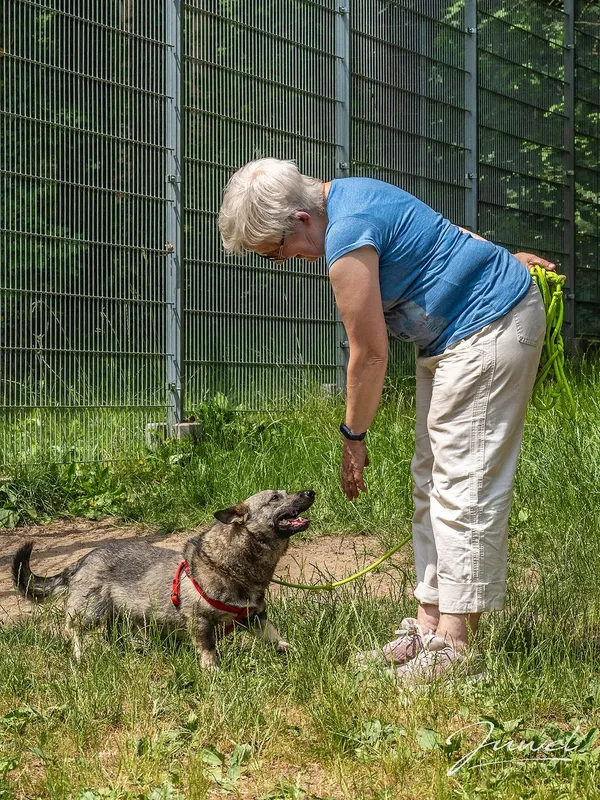 Pies do adopcji, Sopot, 2 lipca 2023 (1/5)