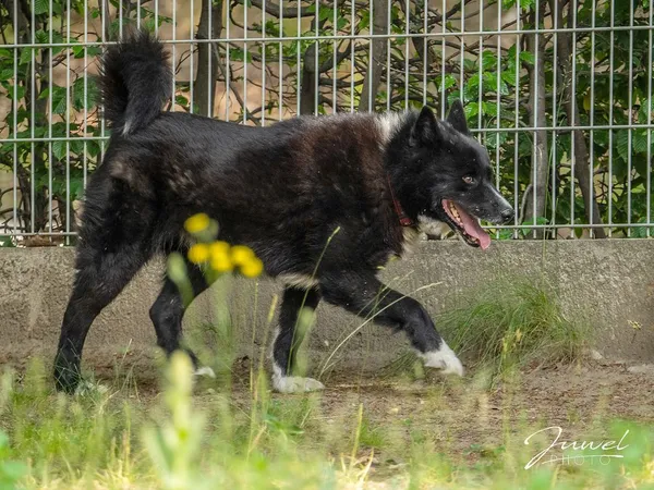 Pies do adopcji, Sopot, 2 lipca 2023 (2/5)
