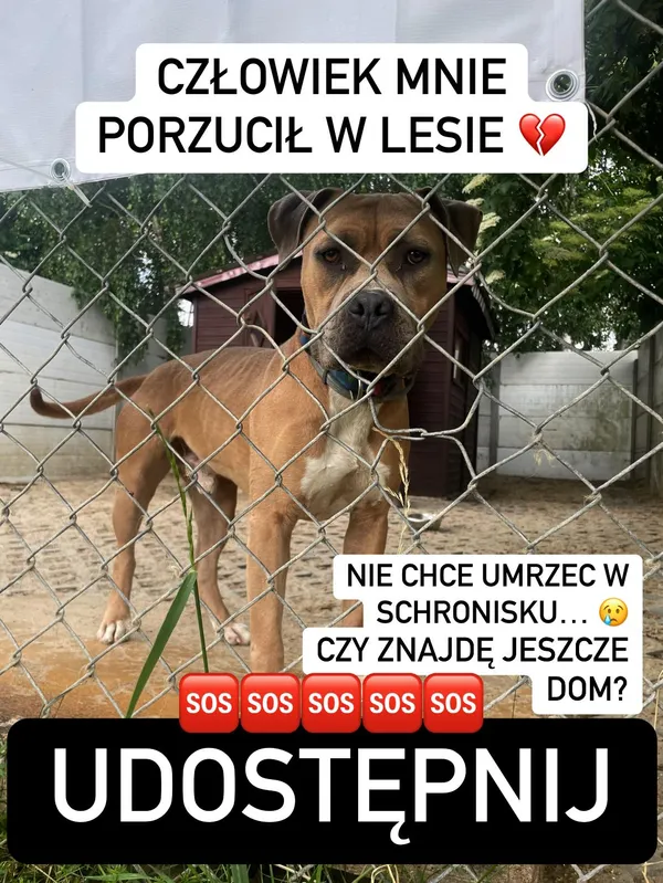 Pies do adopcji, Korabiewice, 2 lipca 2023 (2/5)