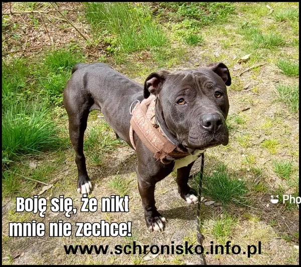 Pies do adopcji, Korabiewice, 2 lipca 2023 (2/3)