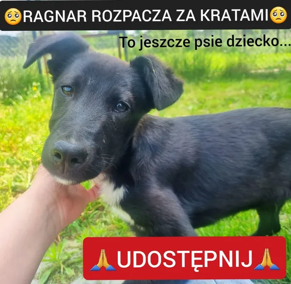 Pies do adopcji, Korabiewice, 2 lipca 2023 (1/5)