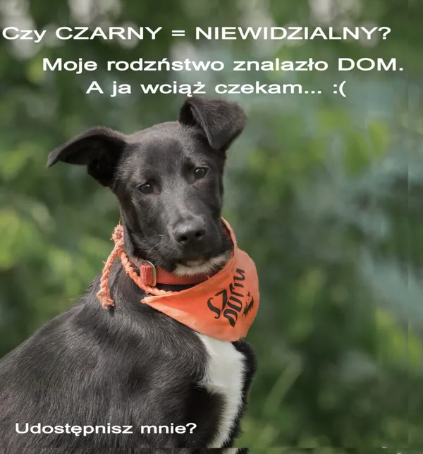Pies do adopcji, Korabiewice, 2 lipca 2023 (4/5)