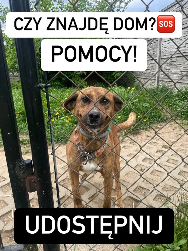 Pies do adopcji, Korabiewice, 2 lipca 2023 (2/2)