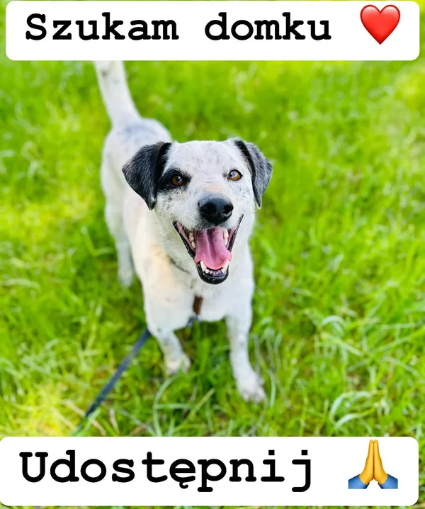 Pies do adopcji, Korabiewice, 2 lipca 2023 (1/2)
