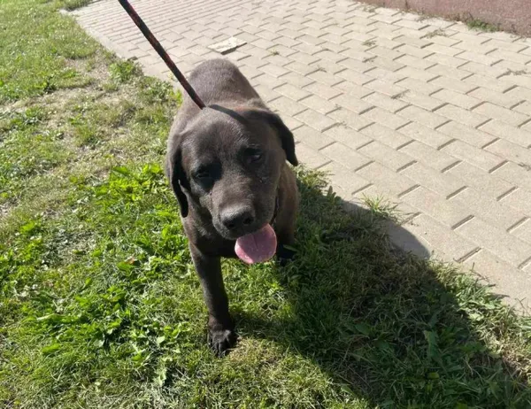 Znaleziono psa, Świdnica, 2 lipca 2023