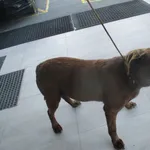 Znaleziono psa
