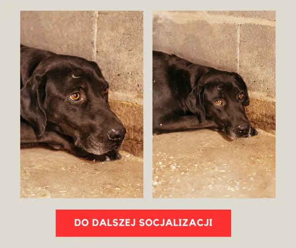Pies do adopcji, Czartki, 3 lipca 2023
