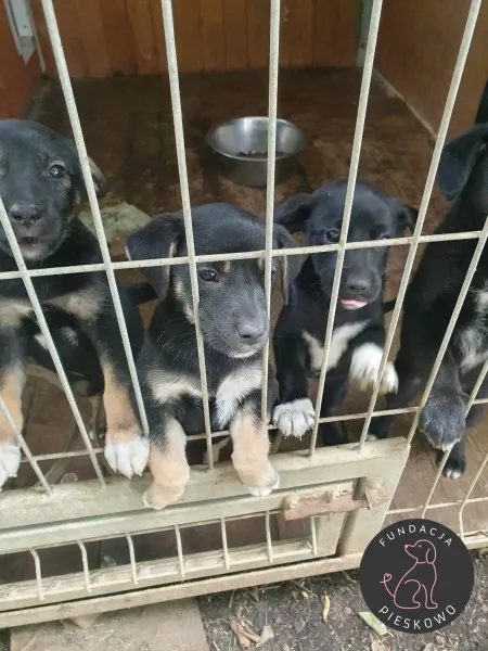 Pies do adopcji, Wolsztyn, 3 lipca 2023