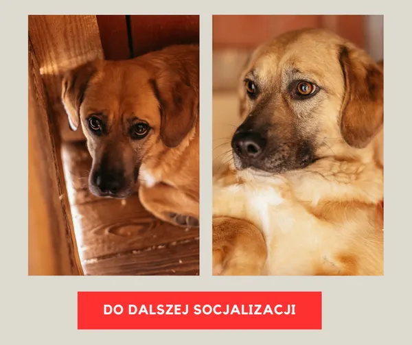 Pies do adopcji, Czartki, 4 lipca 2023 (1/3)
