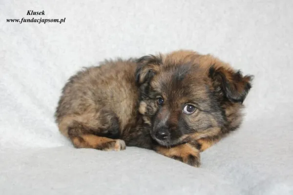 Pies do adopcji, Nowy Dwór Mazowiecki, 6 lipca 2023 (2/5)