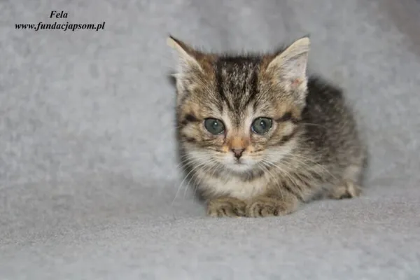 Kot do adopcji, Nowy Dwór Mazowiecki, 7 lipca 2023 (2/3)