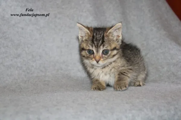 Kot do adopcji, Nowy Dwór Mazowiecki, 7 lipca 2023 (3/3)