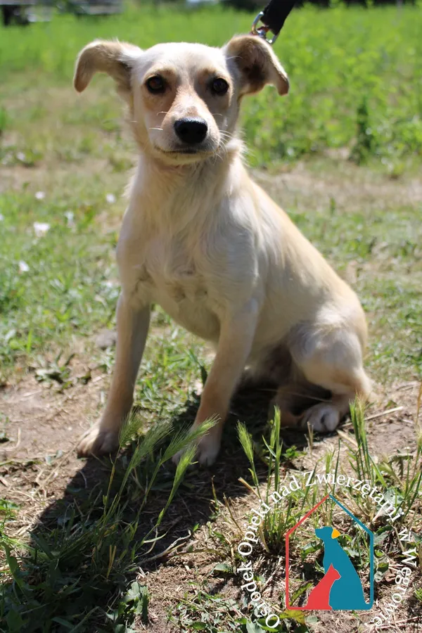 Pies do adopcji, Grudziądz, 6 lipca 2023
