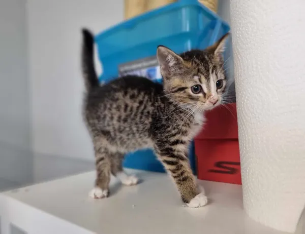 Kot do adopcji, Świdnica, 13 czerwca 2023