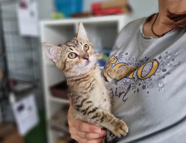 Kot do adopcji, Świdnica, 9 czerwca 2023