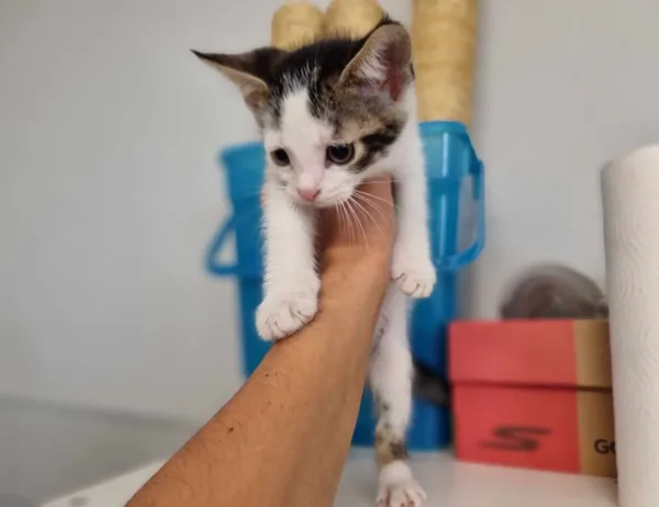 Kot do adopcji, Świdnica, 13 czerwca 2023