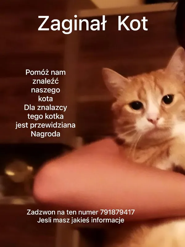 Znaleziono kota, Żagań, 11 lipca 2023 (1/2)