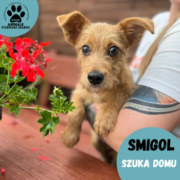 Pies do adopcji, Starogard Gdański, 13 lipca 2023