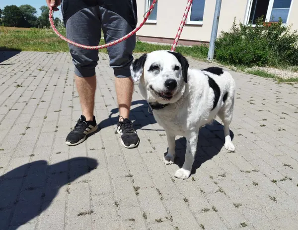 Znaleziono psa, Świdnica, 15 lipca 2023