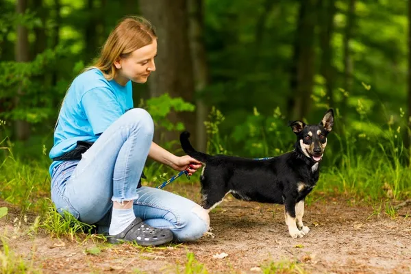 Pies do adopcji, Elbląg, 19 czerwca 2023 (4/5)