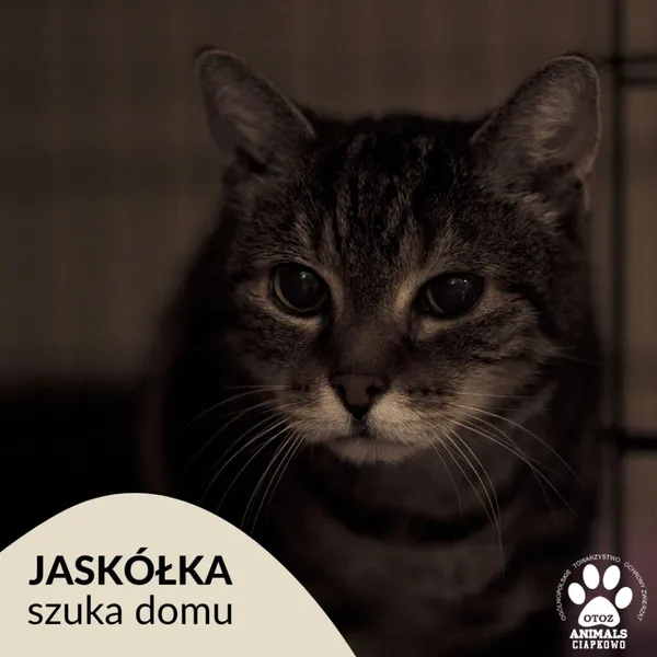 Kot do adopcji, Gdynia, 16 lipca 2023