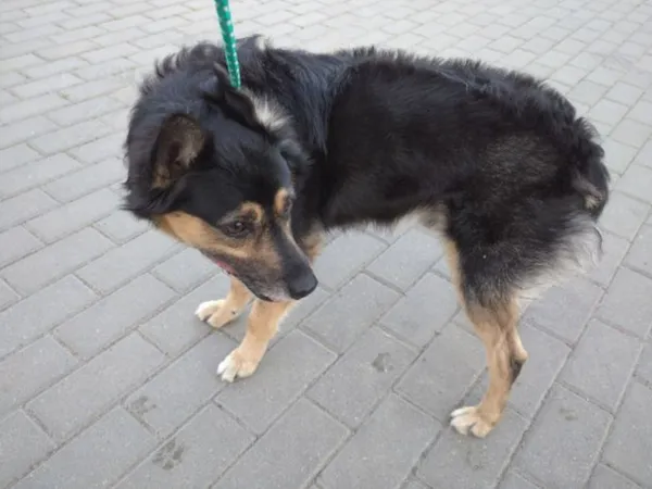 Znaleziono psa, Bydgoszcz, 16 lipca 2023