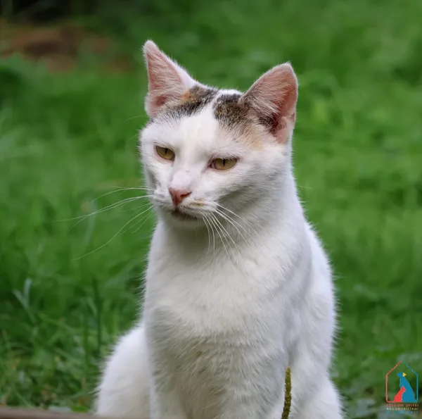 Kot do adopcji, Grudziądz, 3 kwietnia 2023 (3/5)