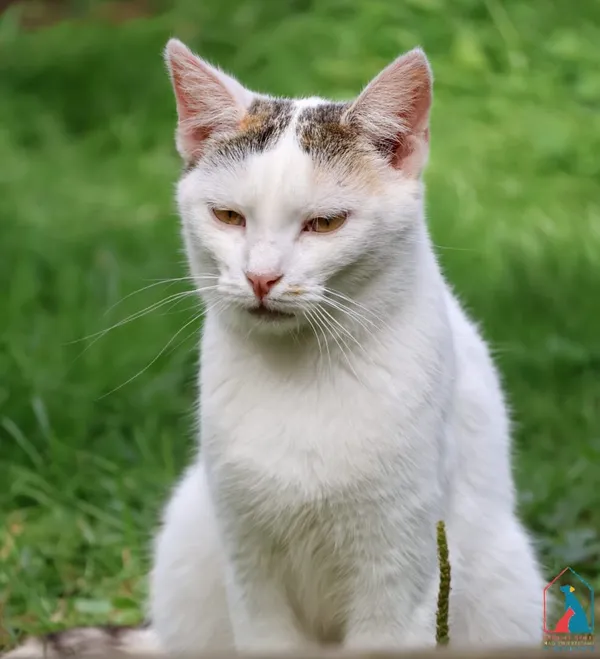 Kot do adopcji, Grudziądz, 3 kwietnia 2023 (5/5)