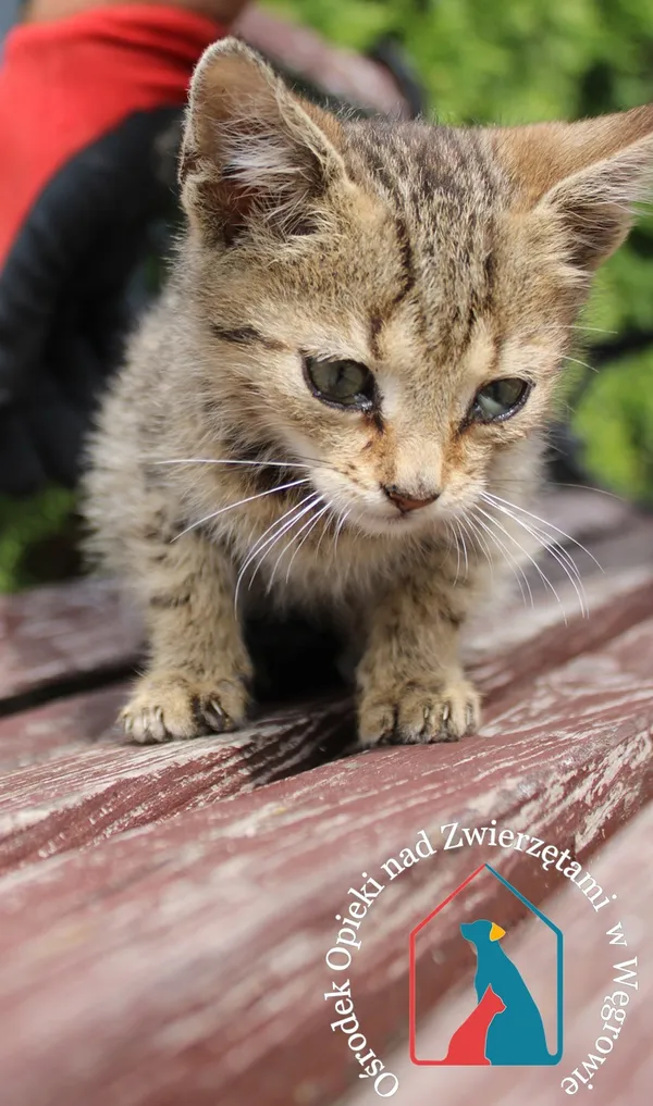 Kot do adopcji, Grudziądz, 17 lipca 2023