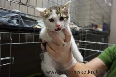 Kot do adopcji, Kraków, 15 lipca 2023