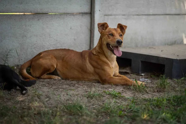 Pies do adopcji, Bełchatów, 9 stycznia 2023 (2/5)