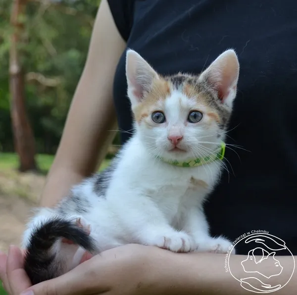 Kot do adopcji, Chełmek, 17 lipca 2023