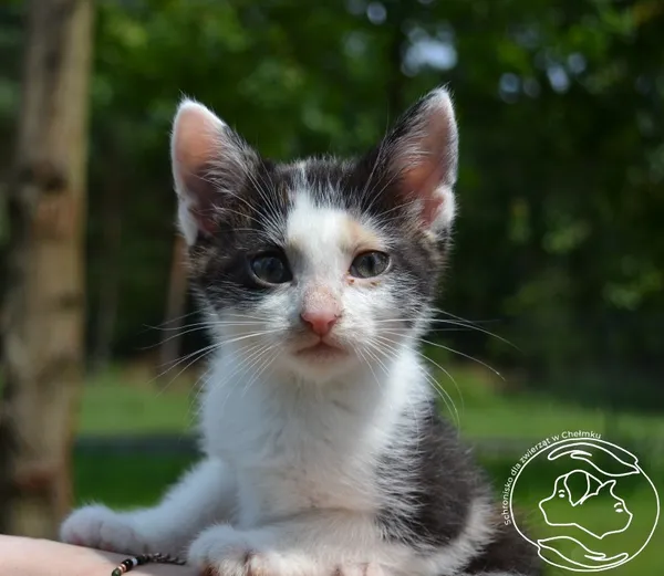 Kot do adopcji, Chełmek, 17 lipca 2023