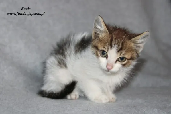 Kot do adopcji, Nowy Dwór Mazowiecki, 20 czerwca 2023 (1/5)