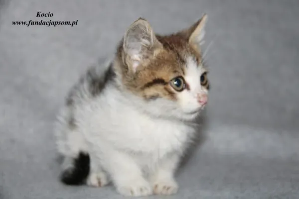 Kot do adopcji, Nowy Dwór Mazowiecki, 20 czerwca 2023 (2/5)