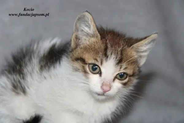 Kot do adopcji, Nowy Dwór Mazowiecki, 20 czerwca 2023 (3/5)