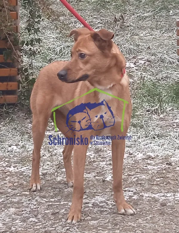 Znaleziono psa, Szczecin, 16 grudnia 2022