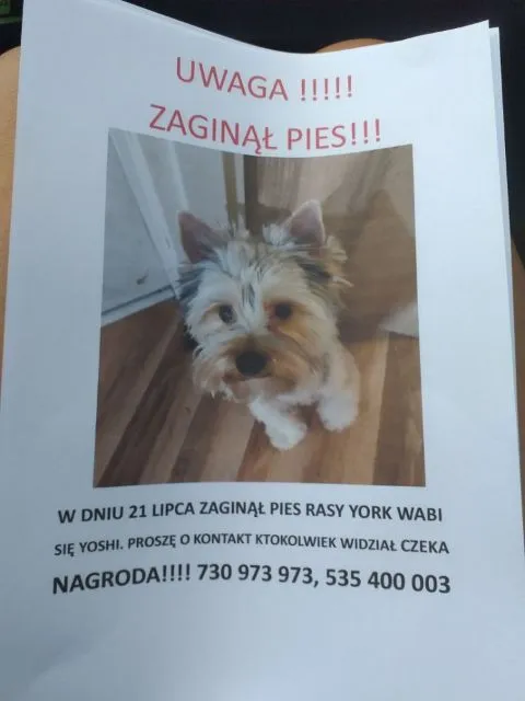 Zaginął pies, Warszawa, Odolany, 21 lipca 2023 (2/2)