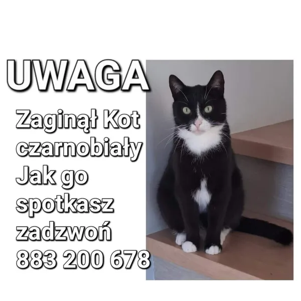 Zaginął kot, Łódź, 21 lipca 2023