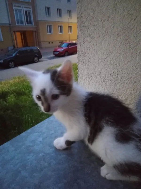 Kot do adopcji, Elbląg, 10 maja 2023