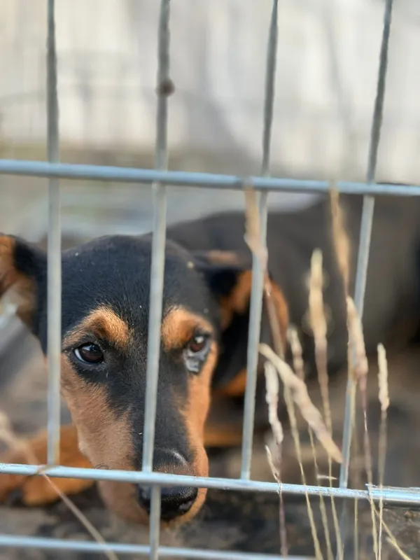 Pies do adopcji, Zielona Góra, 21 lipca 2023