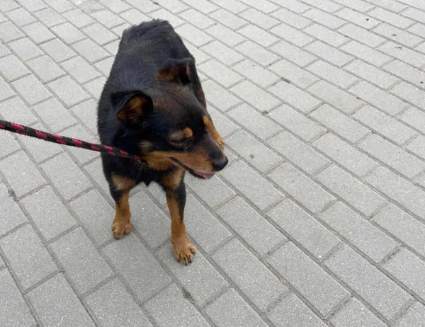 Znaleziono psa, Świdnica, 21 lipca 2023