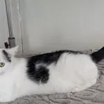 Kot do adopcji